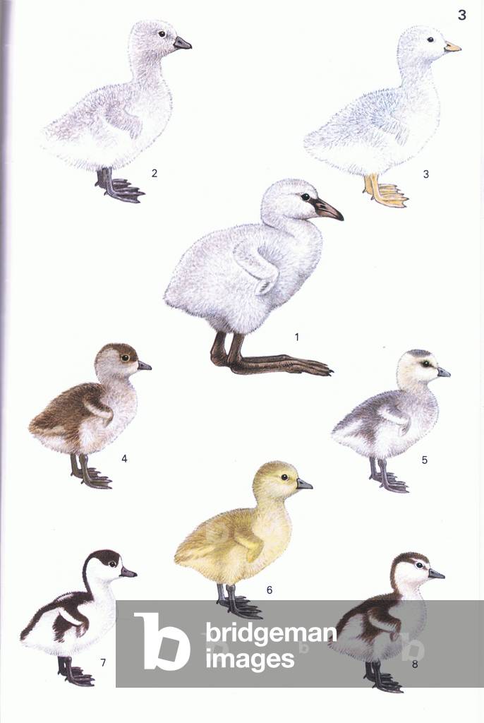 Illustration from A Field Guide to the Nests, Eggs and Nestlings of British and European Birds published by Collins 1970's (colour litho)