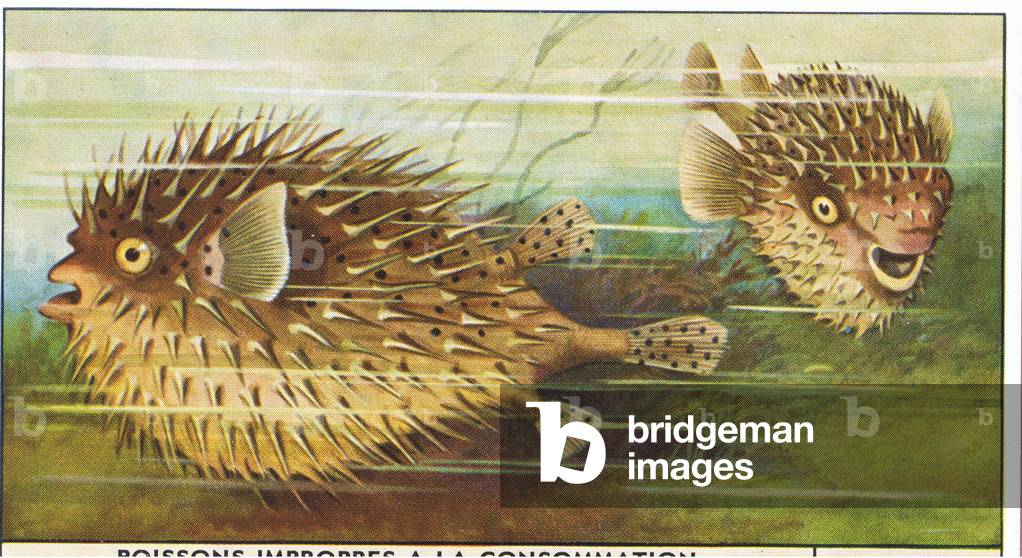 Fish you cannot eat: Porcupine fish, from colour Liebig postcard (colour litho)