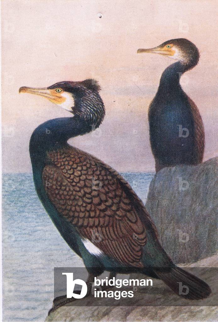 Cormorant, Postcards,1930's (colour litho)