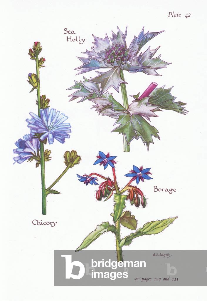 Chicory or Succory, Sea Holly, Borage, 1951 (colour litho)