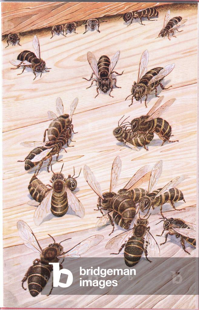 The fight between the robbers and the hive bees, from The Flying Nation published by Hutchinson & Co, c.1940's (colour litho)