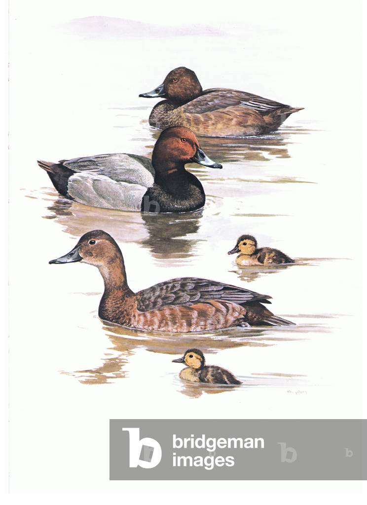 Pochard, male, female and ducklings , illustration from'Wildfowl of Europe', 1972 (colour litho)