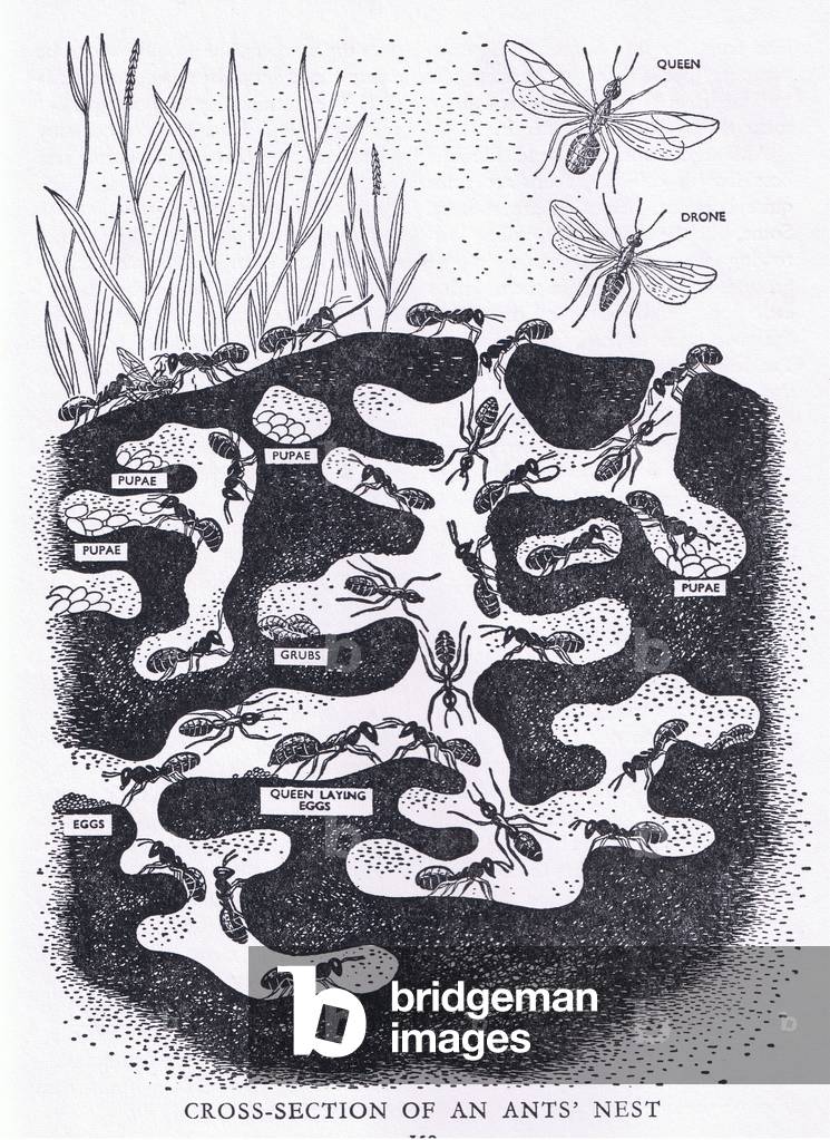 Cross section of an ant's nest, illustration from The Children's Nature Book published by Odhams, 1958 (litho)