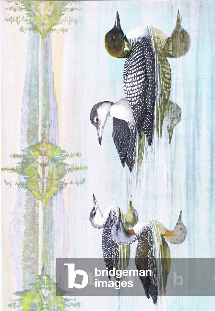 Illustration from The Natural History of American Birds of Eastern and Central Nort America pub. by Bramhall House c.1970 (colour litho)