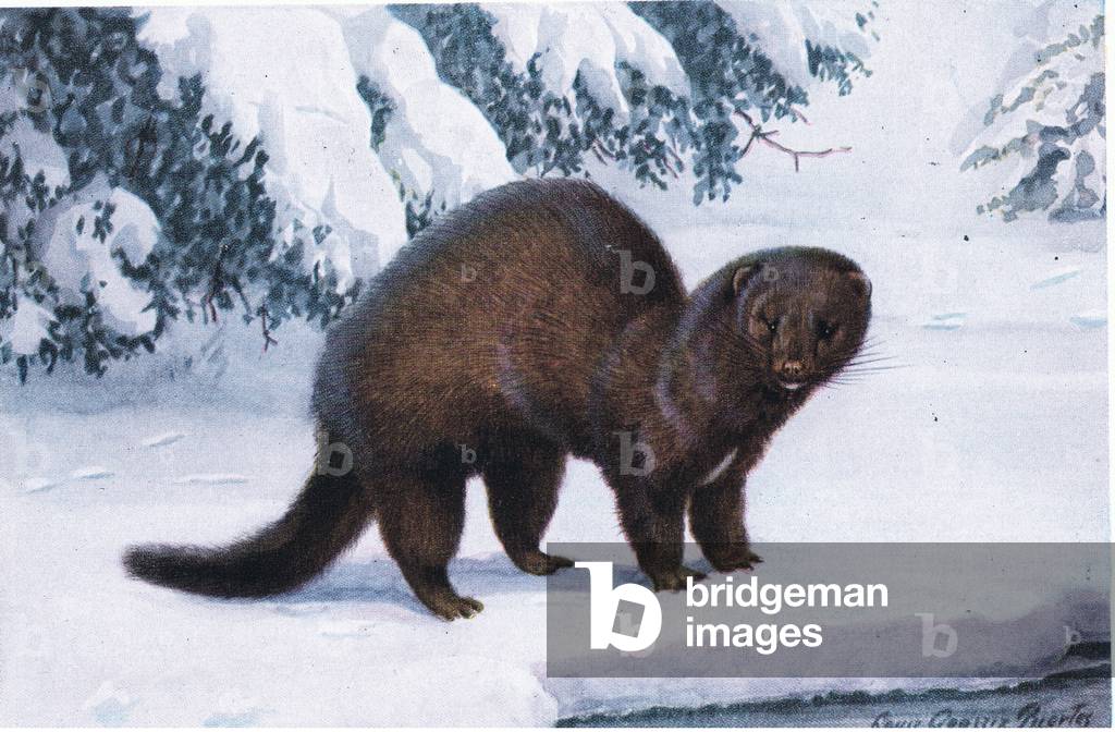 The Mink