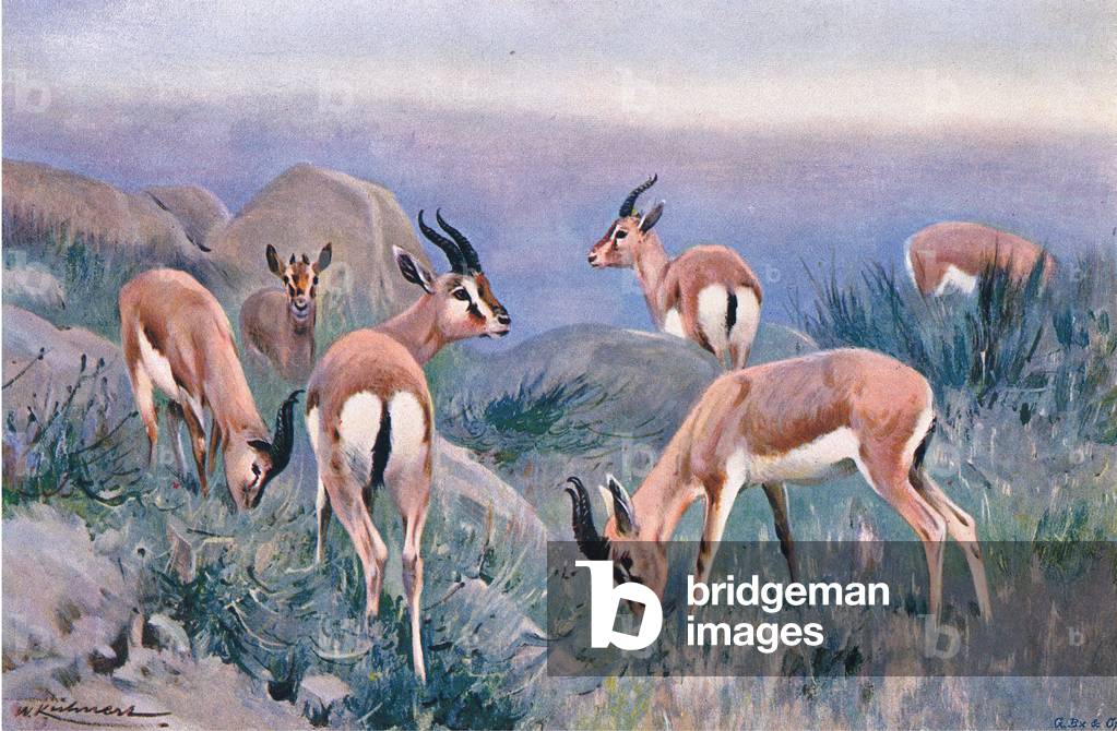 Gazelle, from Wildlife of the World published by Frederick Warne & Co, c.1900 (colour litho)