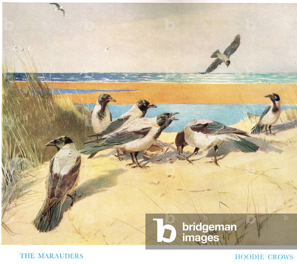 The Marauders, illustration from 'Birds Ashore and Aforeshore' by Patrick Chalmers, 1935 (colour litho)