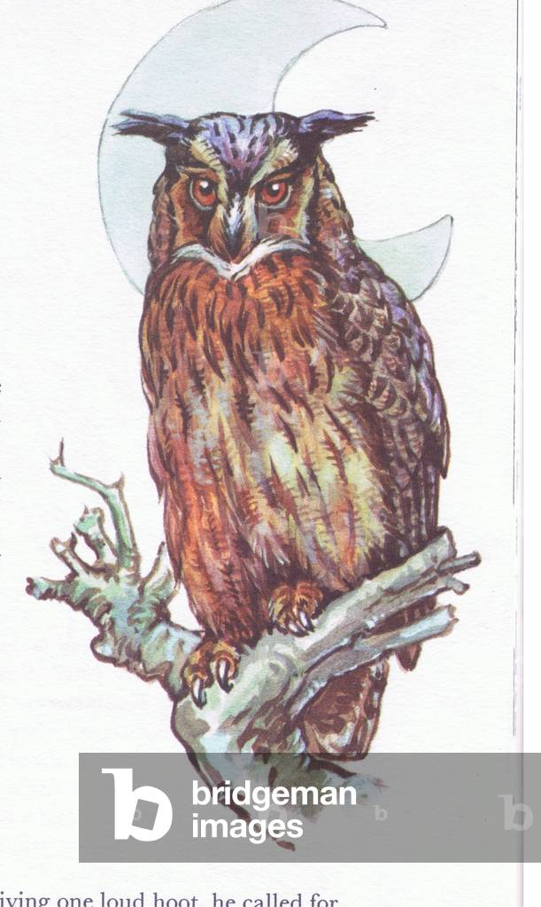 Great Owl, from Animals and Birds in Folklore published by Frederick Warne & Co Ltd, 1969 (colour litho)