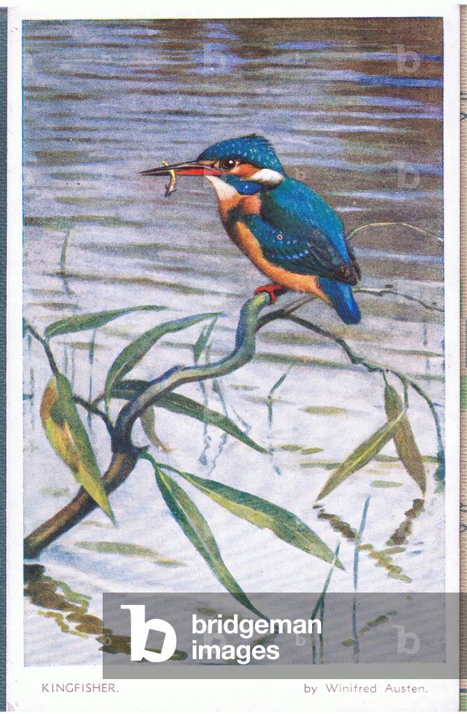 Kingfisher, Postcard, 1960's (colour litho)