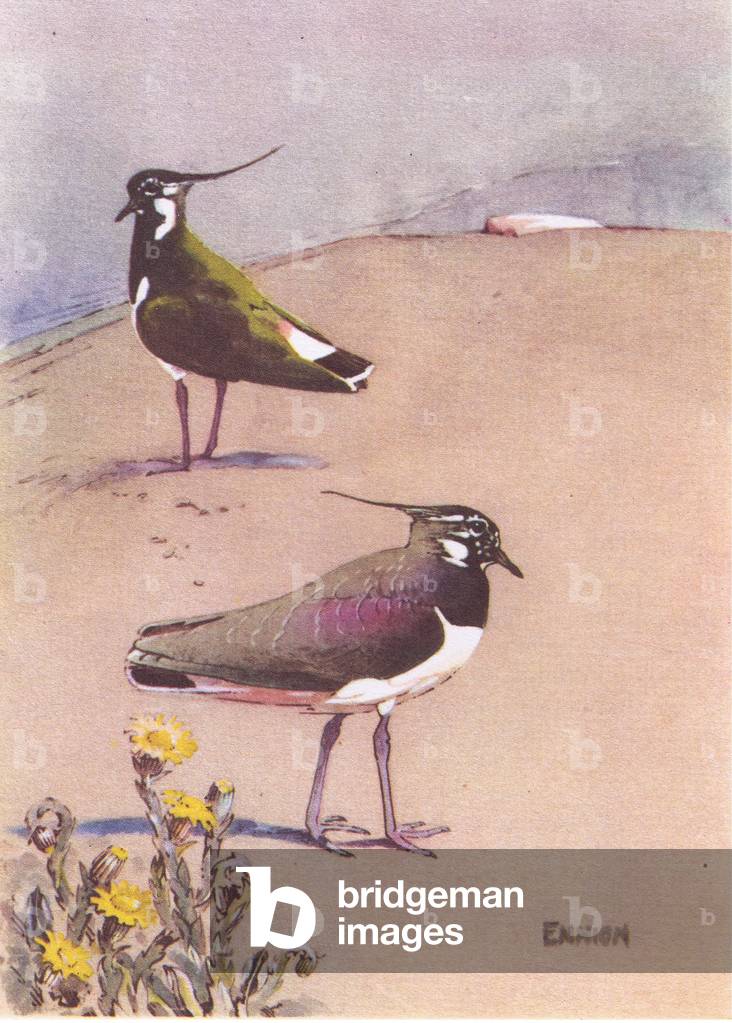 The pair, illustration from'The Lapwing', 1949 (colour litho)