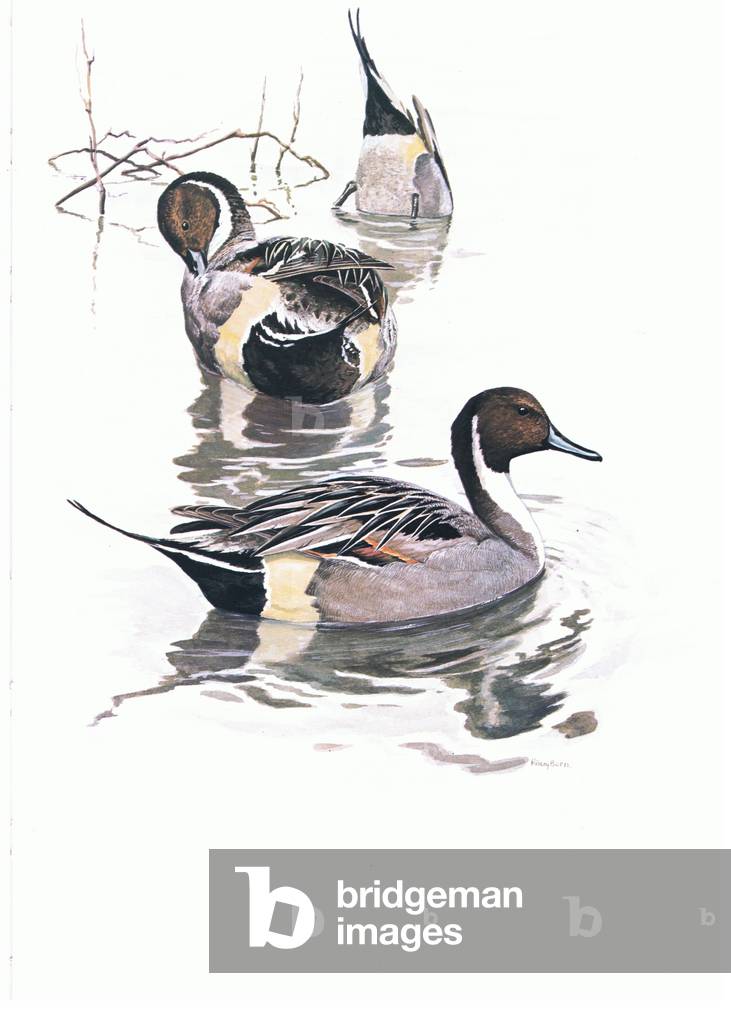 Pintails (males), illustration from'Wildfowl of Europe', 1972 (colour litho)