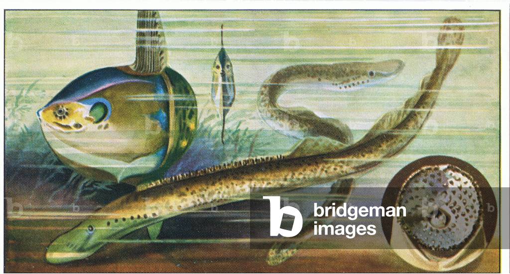 Fish you cannot eat: Orthaglorisque (Light Fish), from colour Liebig postcard (colour litho)
