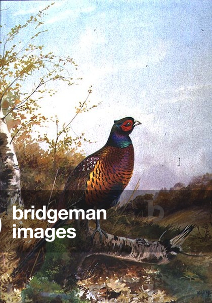 Hahn Fasan, 1970 (w/c)