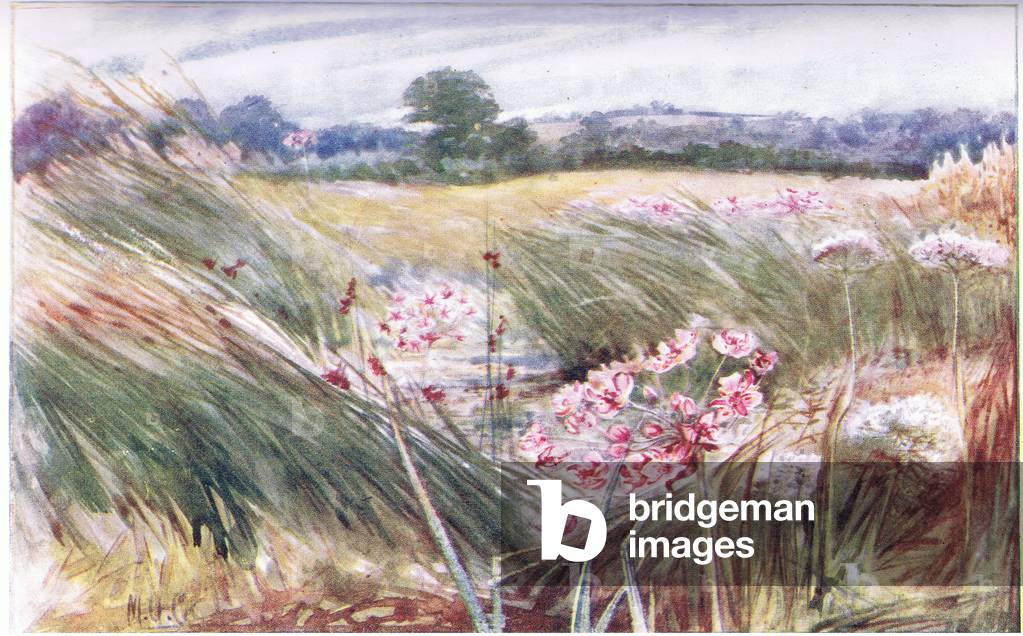 Flowering Rush and Marsh Valerian, J. M. Dent & Sons Ltd, pub.1907 (colour litho)