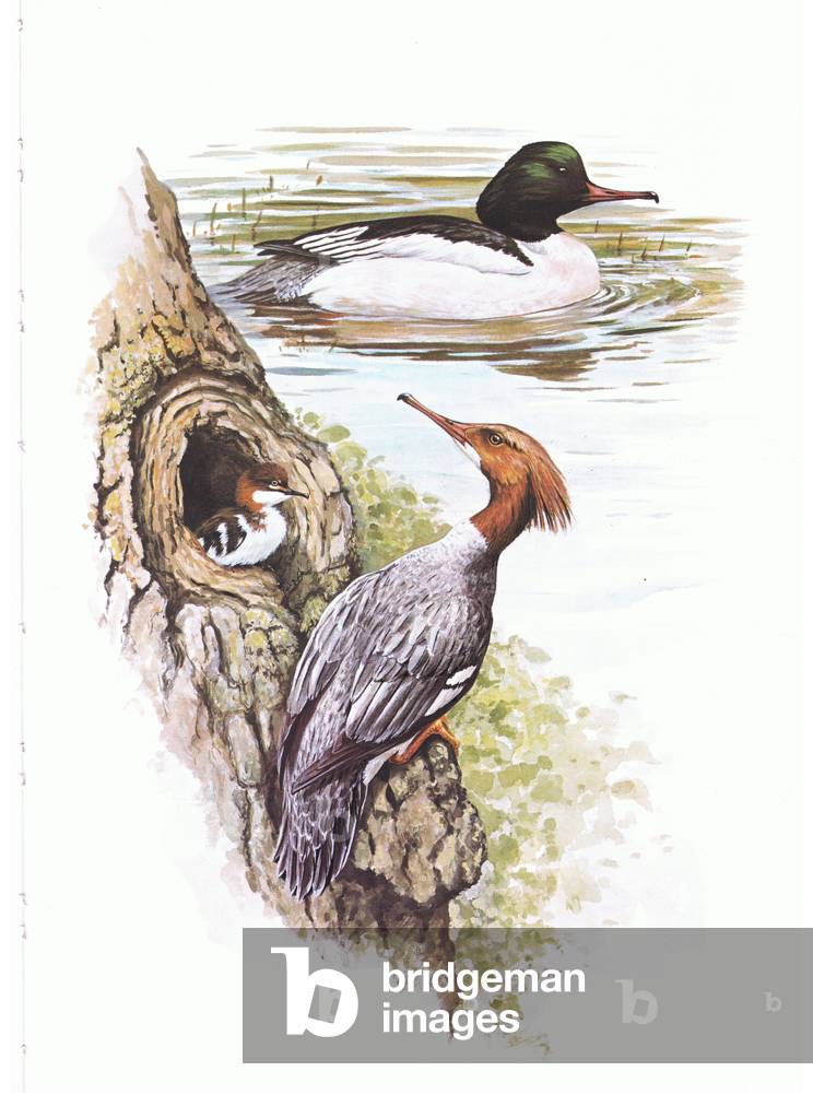Goosander male, female with young, illustration from'Wildfowl of Europe', 1972 (colour litho)