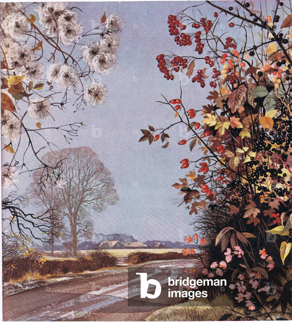 Geoff Rowland Image of A frosty scene, from 'The Shell Guide to the Flowers by Hilder ...