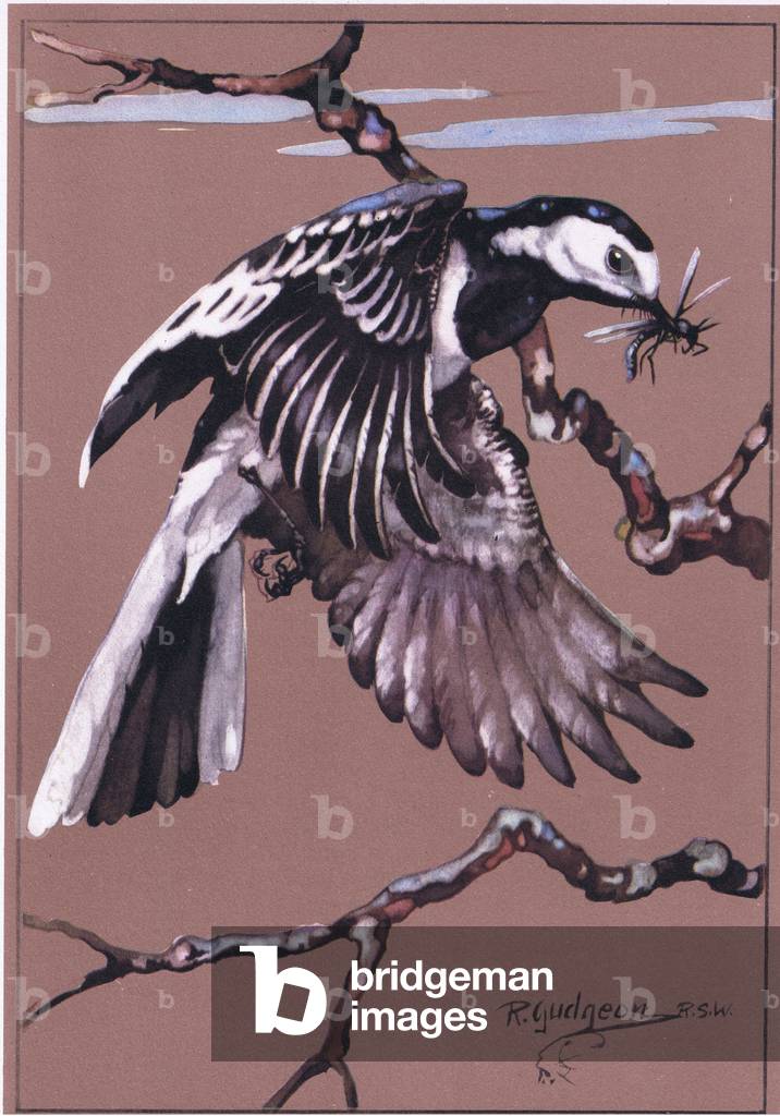 Pied Wagtail, illustration from 'Getting to Know Birds ', 1944 (colour litho)