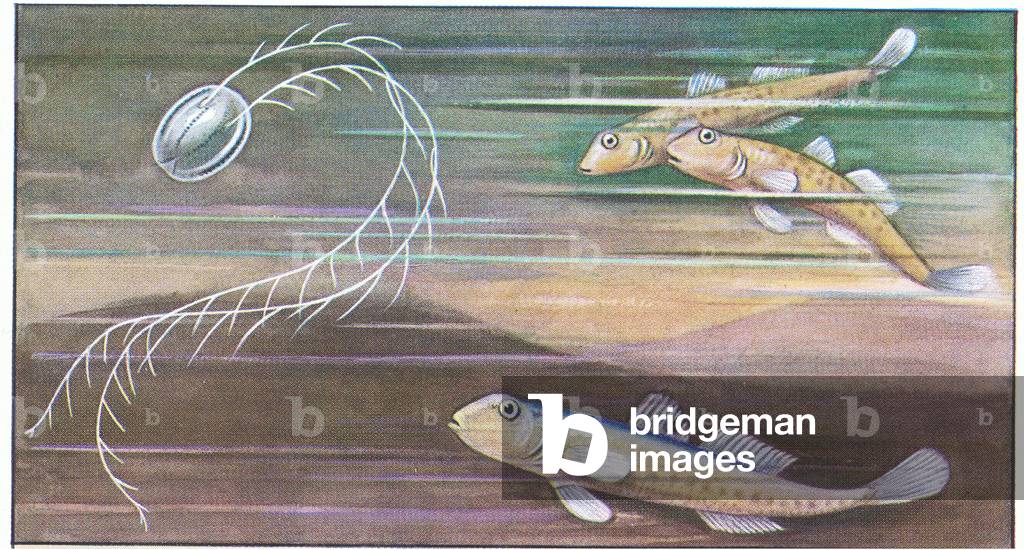 Near the breakwater, from colour Liebig postcard, 1940's (colour litho)