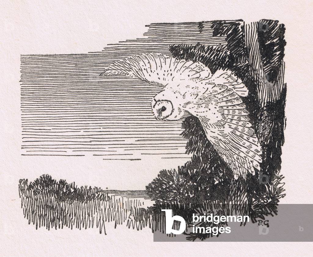 Barn Owl studies in flight, Birds One Should Know published by Gay and Hancock, 1936 (litho)