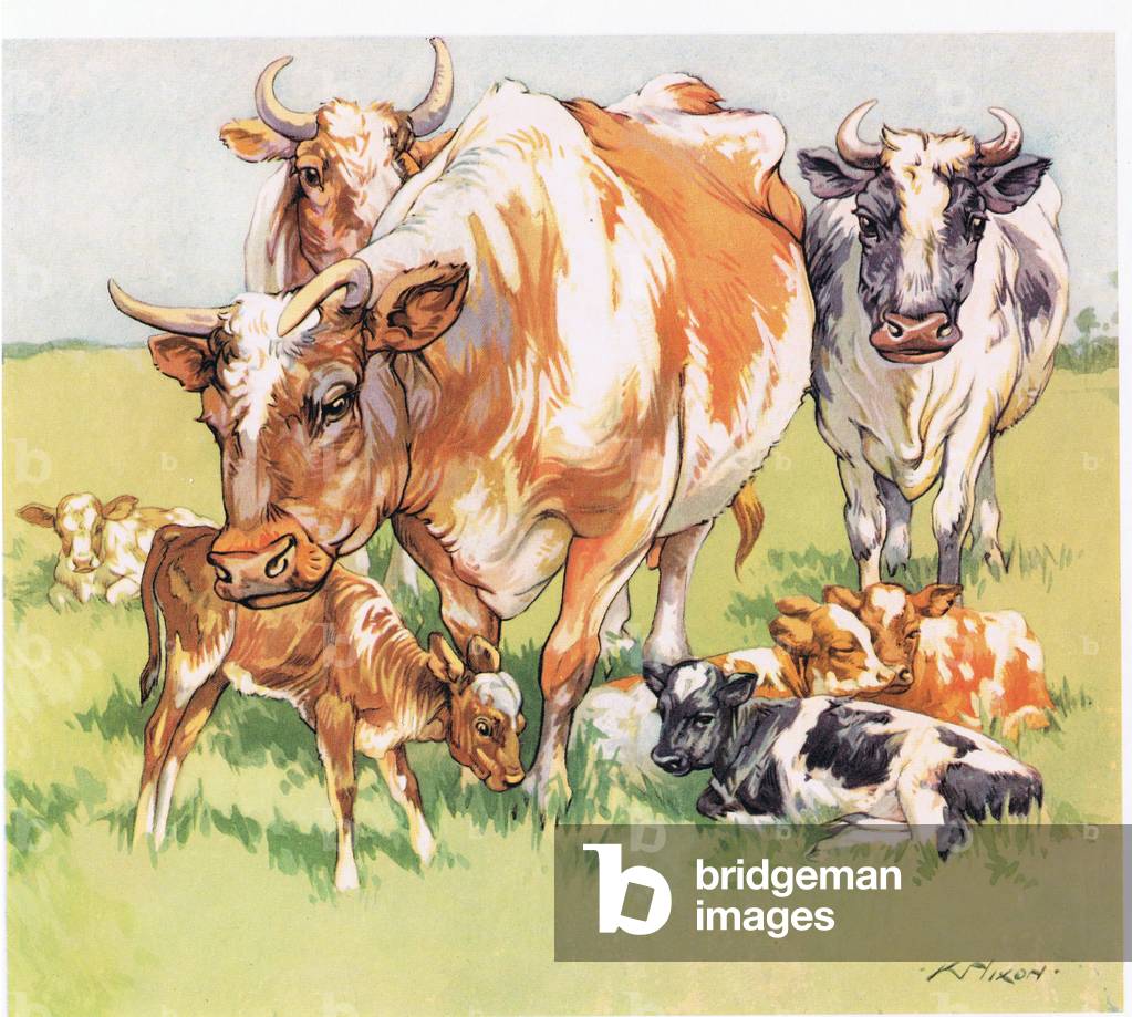 Mucche, illustrazione da 'Animal Mothers and Babies', pubblicato da Warne, 1960 (color lito)