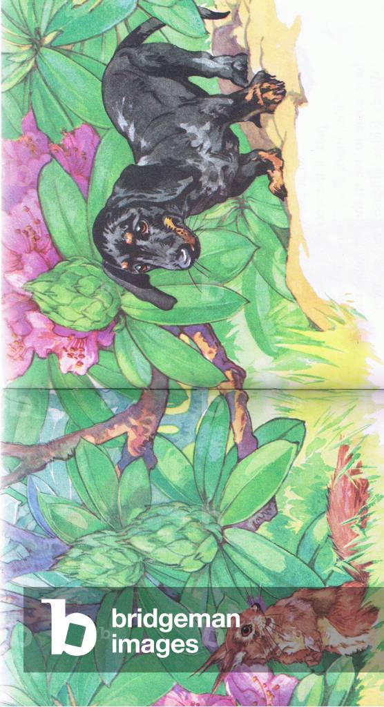 Pindi Poo and Mrs Bushy Tail, illustration from 'Pindi Poo ', 1957 (colour litho)