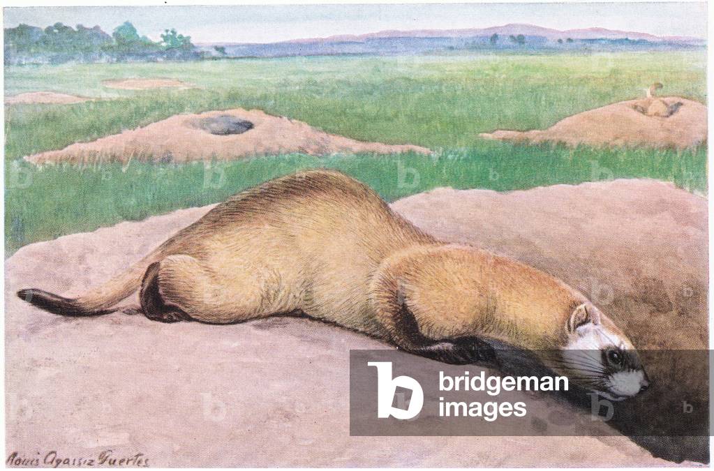 Black Footed Ferret, black mask, feet and tail tip, one of Americas rarest mammals