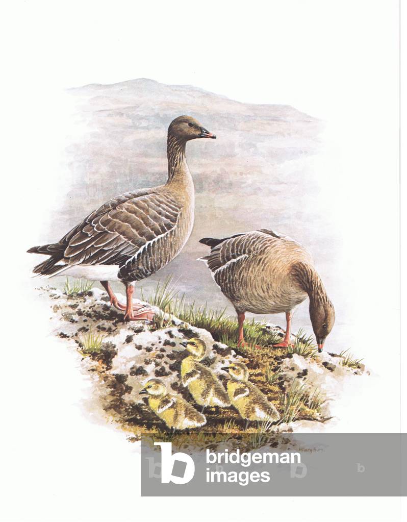 Pink Footed Geese with yellow goslings, illustration from'Wildfowl of Europe', 1972 (colour litho)