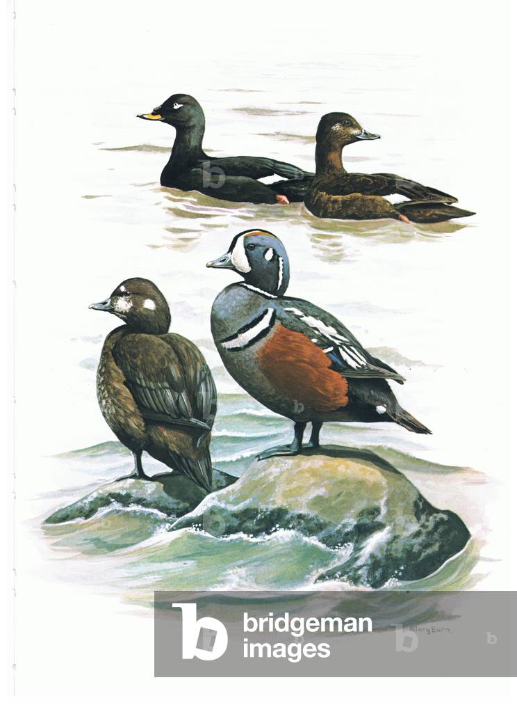 Velvet Scoter, male and female and Harlequin Ducks male and female, illustration from'Wildfowl of Europe', 1972 (colour litho)