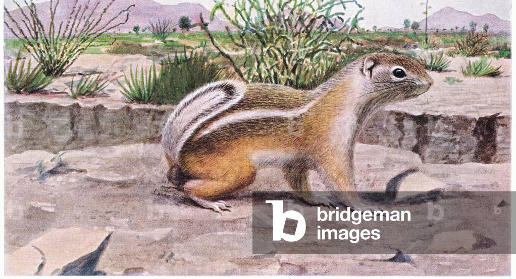 White Tailed Antelope Squirrel foraging for seeds; fruit and insects