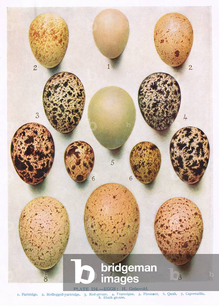 Eggs:Curlew:Great Bustard:etc, illustration from 'British Birds' by Kirkman & Jourdain, 1966 (colour litho)