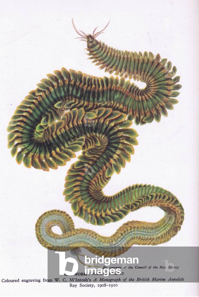 Ragworm, Nature in Britain published by Collins, 1946 (colour litho)