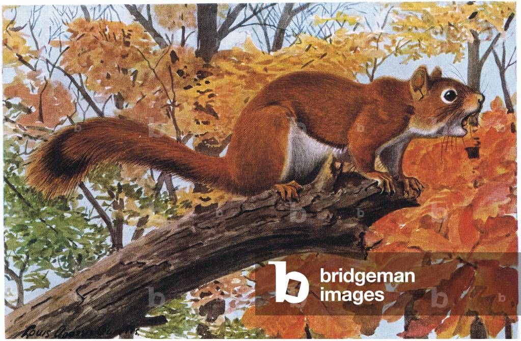 Red Squirrel will tongue lash a mighty bear