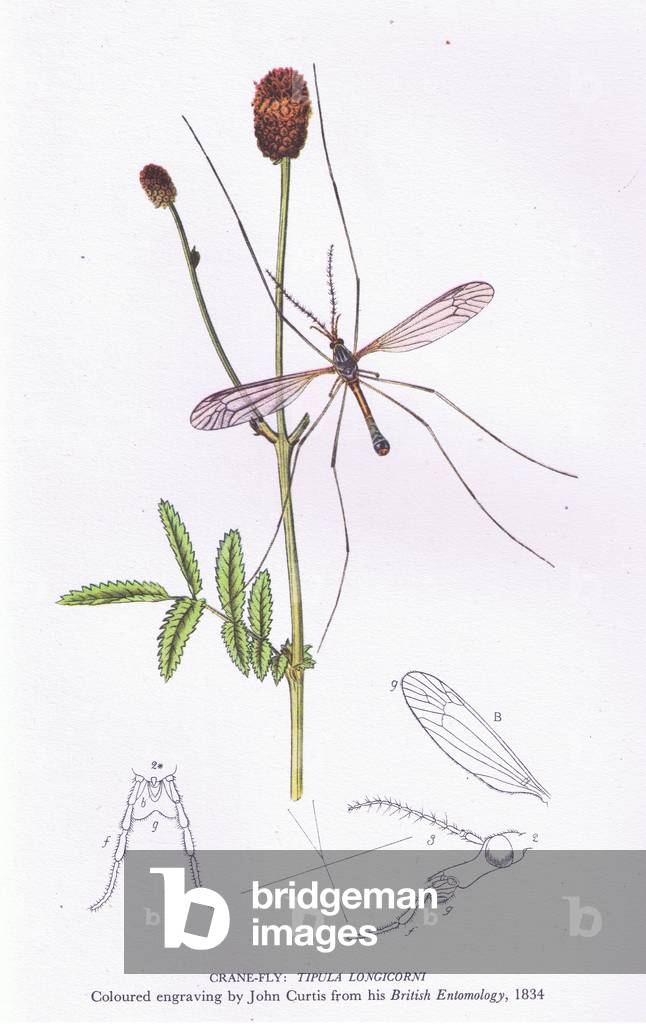 Crane Fly, Nature in Britain published by Collins, 1946 (colour litho)
