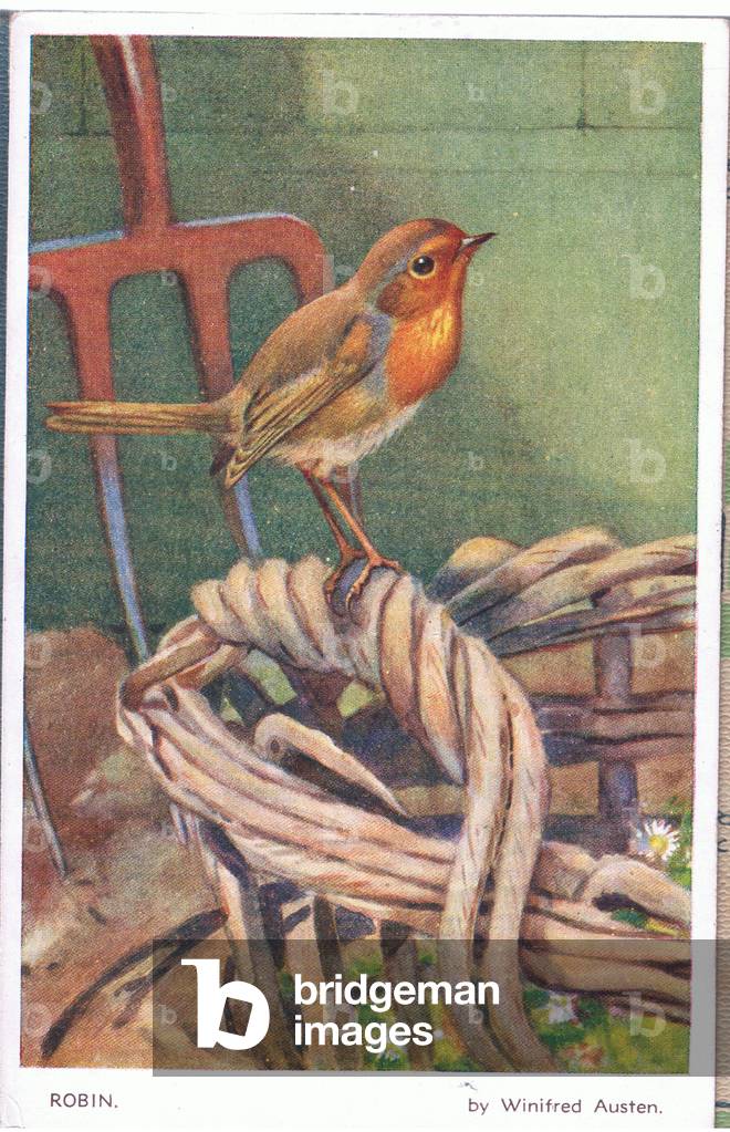 Robin, Postcard, 1960's (colour litho)