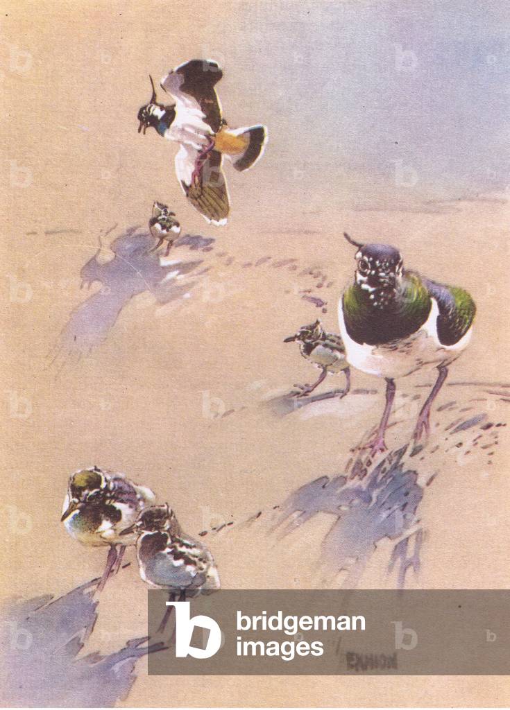 The pair with their chicks, illustration from'The Lapwing', 1949 (colour litho)