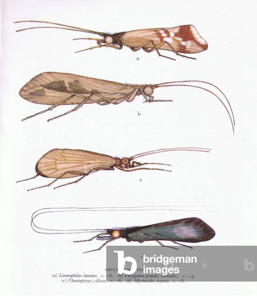 Adult Caddis Flies, Limnophilus Lunatus, Phryganea Grandis (female), Chaetopteryx Villosa, Mystacides Azurea, illustration from'Caddis', 1952 (colour litho)