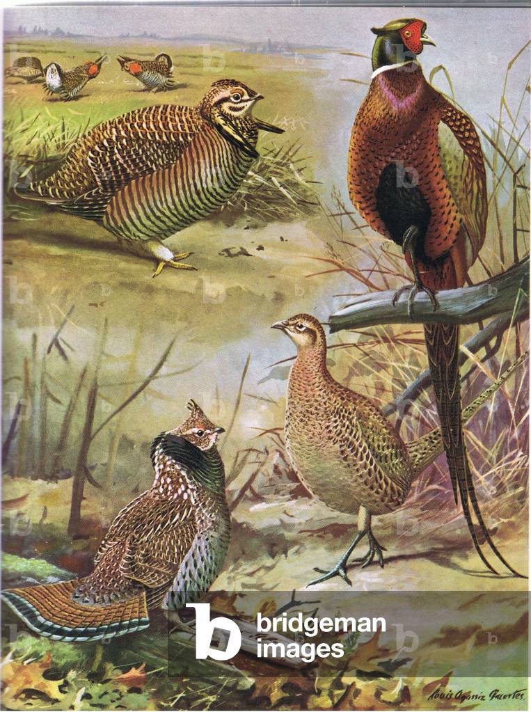Heath Hen, Ring Necked Pheasant, Eastern Ruffed Grouse (colour litho)