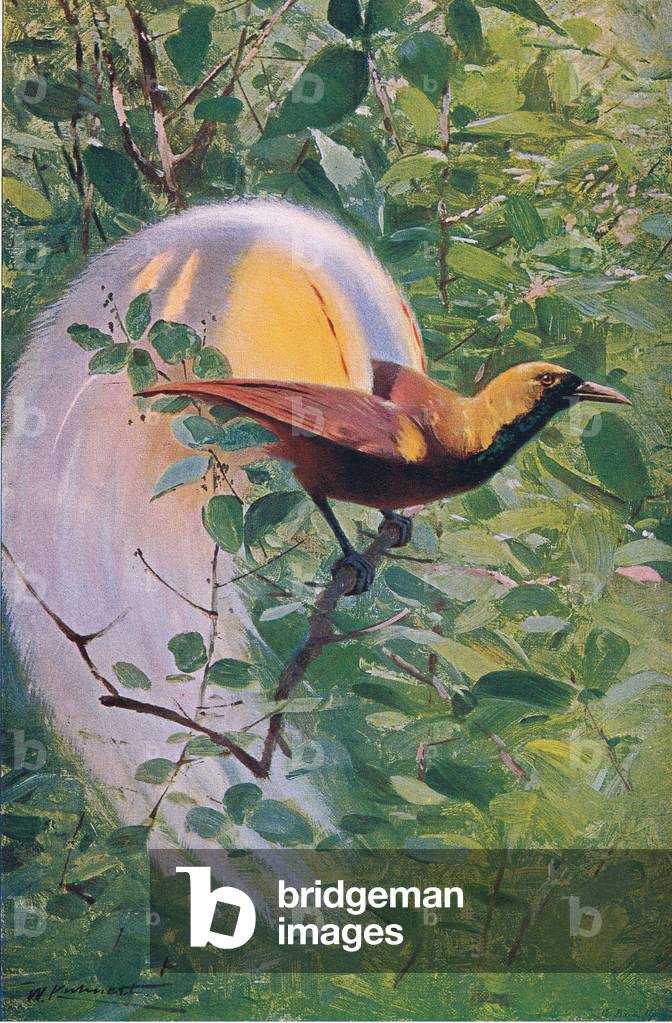 Great Bird of Paradise, illustration from'Wildlife of the World', c.1910 (colour litho)
