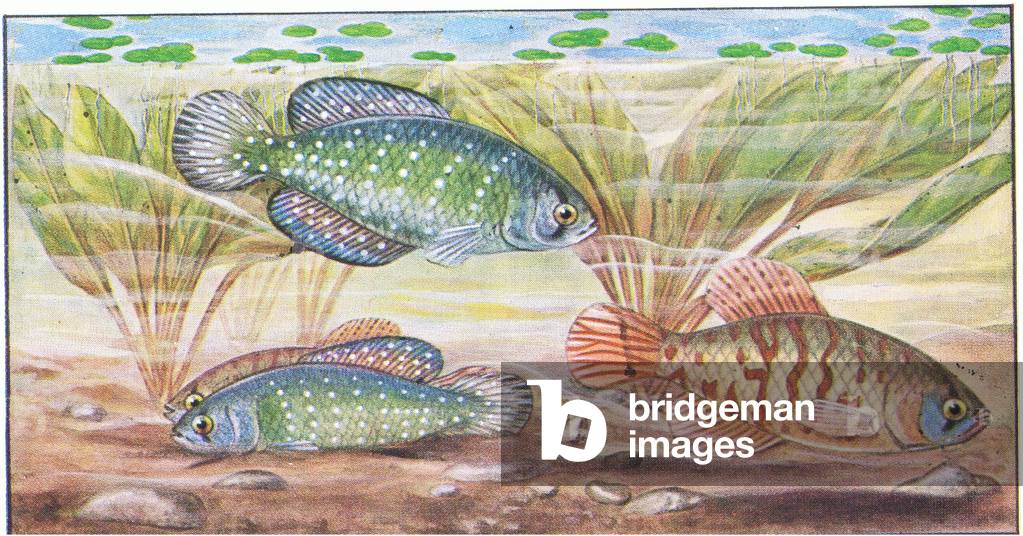 Fish that build a nest: The Pearl Fish, from colour Liebig postcard (colour litho)