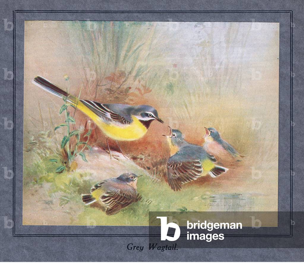 Grey Wagtail with young (colour litho)