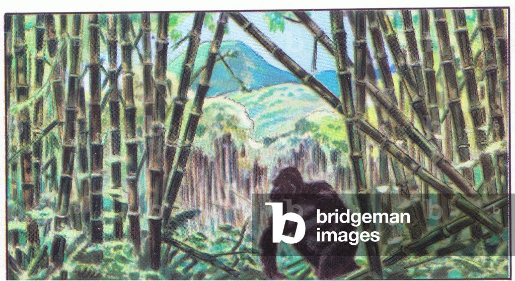 The National Albert Park: Gorilla in bamboo forest, from colour Liebig postcard (colour litho)