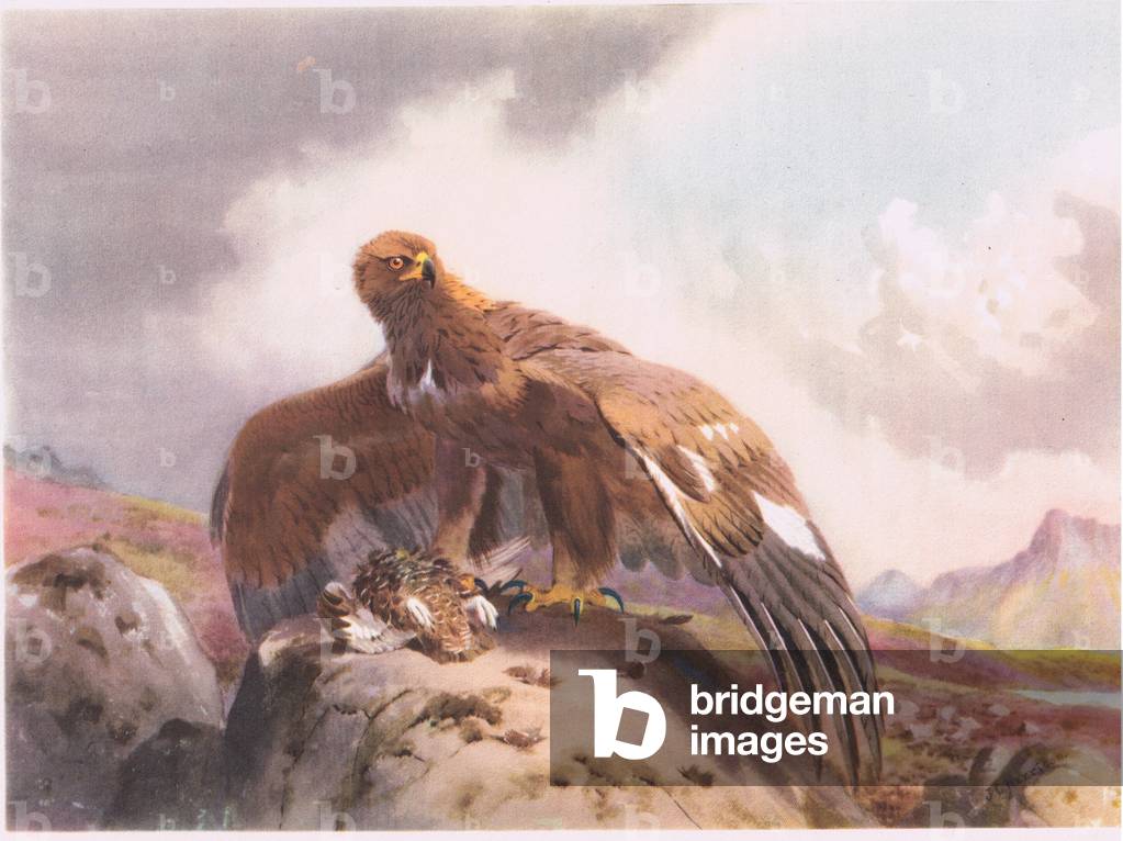 Aquila dorata con preda, illustrazione da 'Country Life', pubblicato nel 1949 (colore lito)