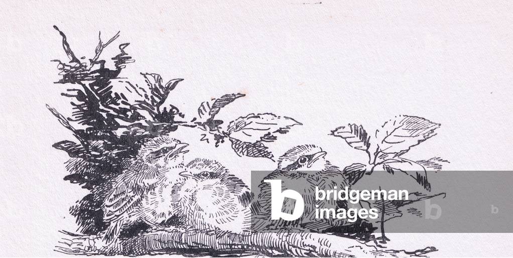 Red Backed Shrike (young in branch), Birds One Should Know published by Gay and Hancock, 1939 (litho)