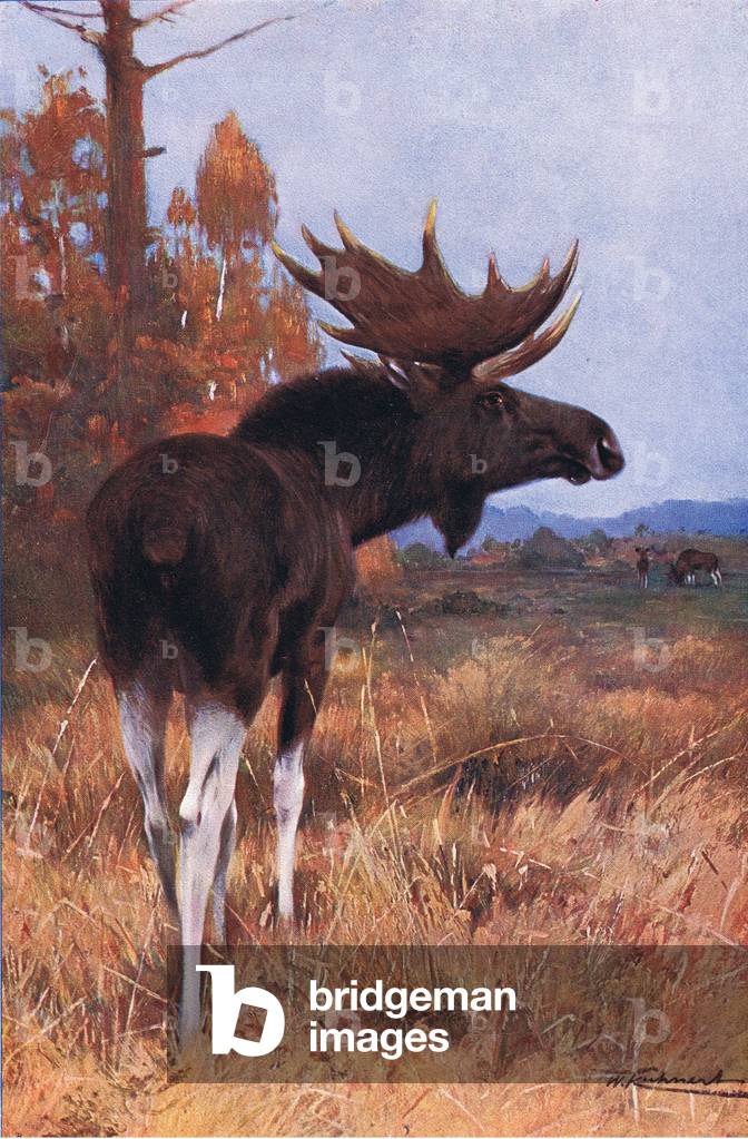 Elk or Moose, from Wildlife of the World published by Frederick Warne & Co, c.1900 (colour litho)