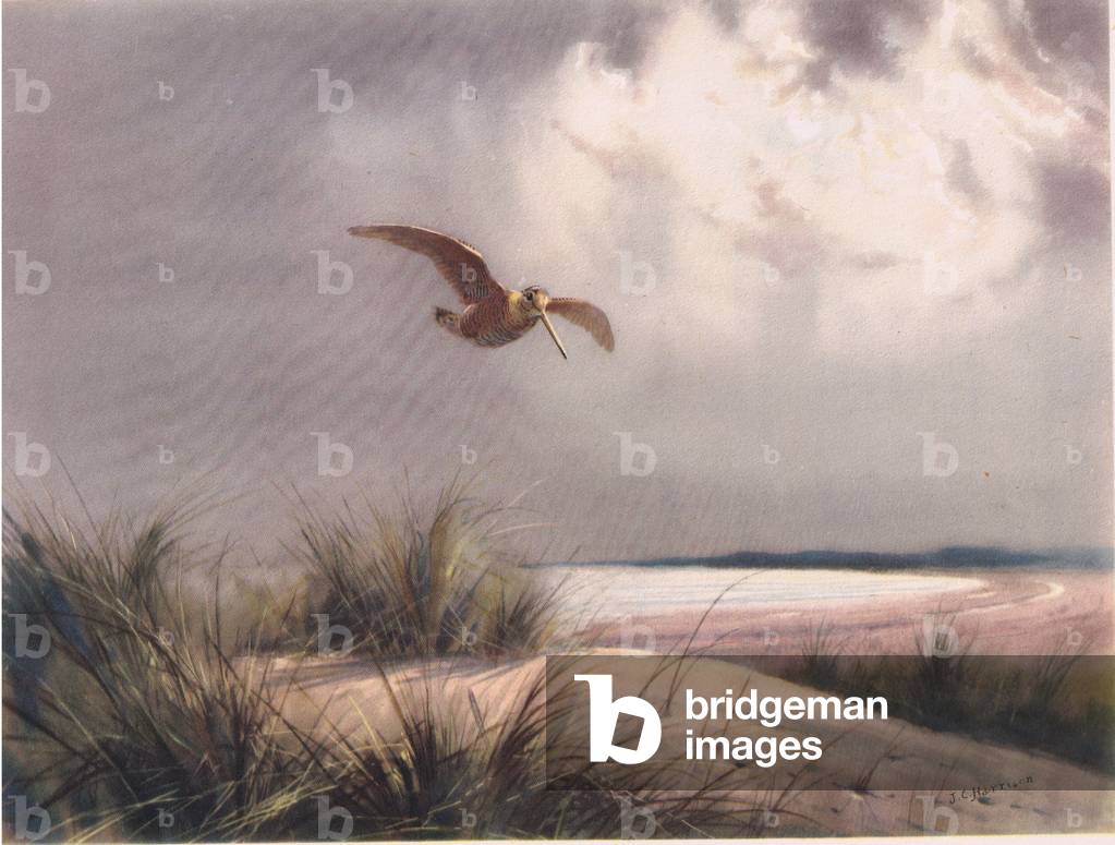 A woodcock at the journey's end, illustration from 'Country Life', published in 1949 (colour litho)