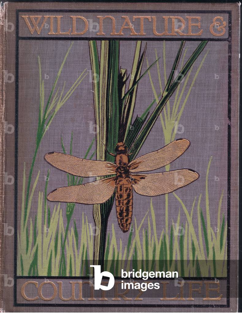 Front board design, illustration from Wild Nature & Country Life published by Hodder & Stoughton, c.1910 (colour litho)