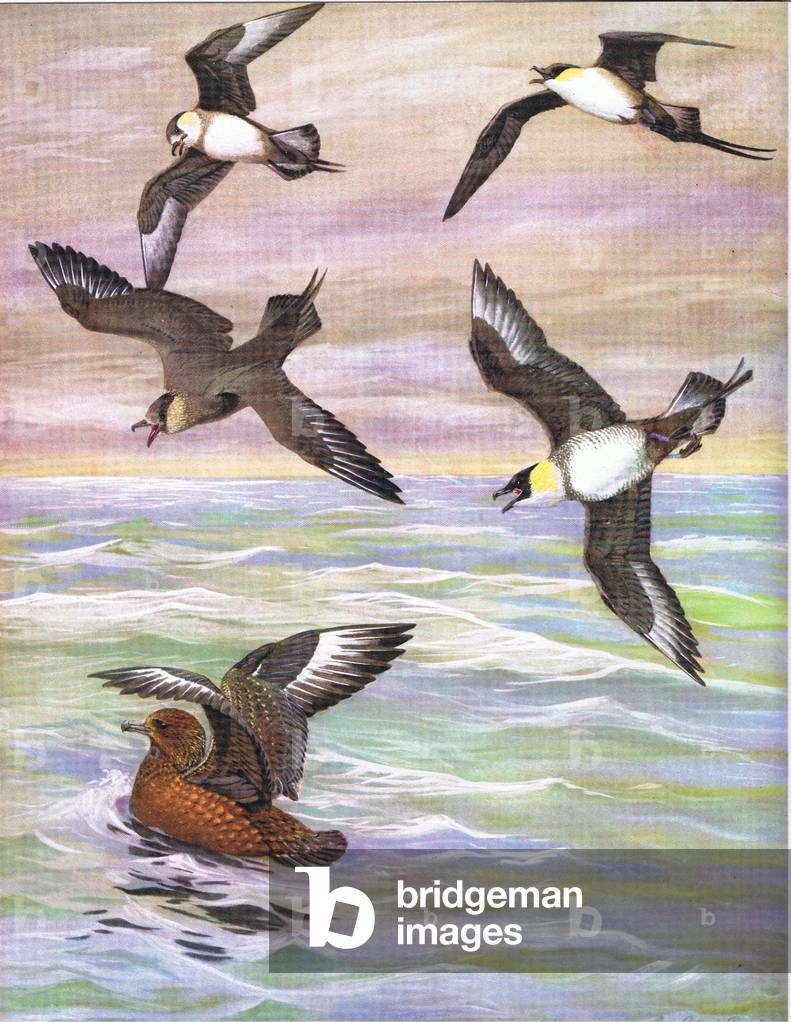 Illustration from The Natural History of American Birds of Eastern and Central Nort America pub. by Bramhall House c.1970 (colour litho)