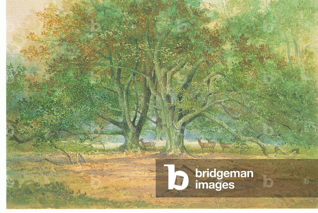 Ancient deer forest, from source unknown (colour litho)