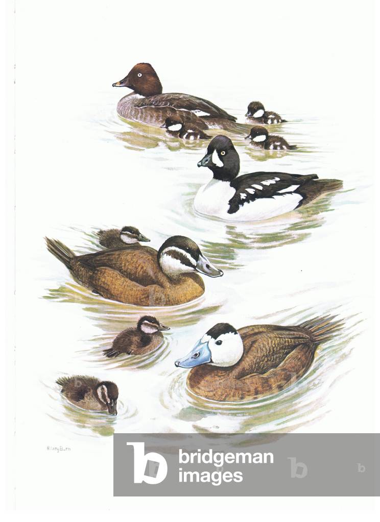 Barrows Goldeneye, White Headed Duck, illustration from'Wildfowl of Europe', 1972 (colour litho)