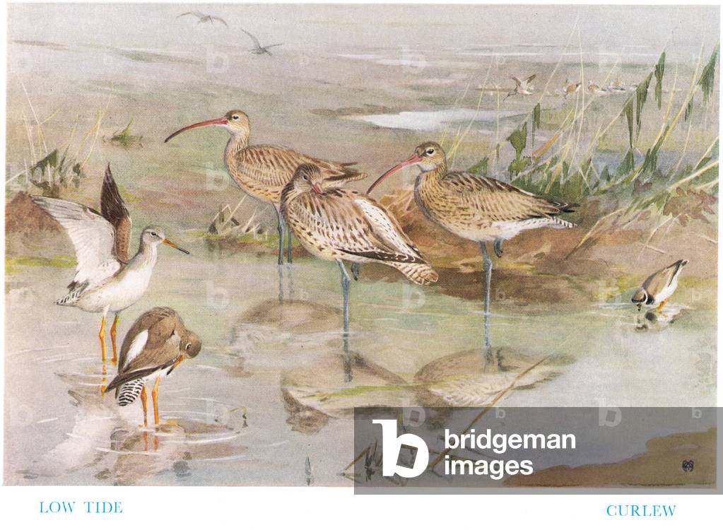 bassa marea Curlews, illustrazione da 'Birds Ashore e Aforeshore 'di Patrick Chalmers, 1935 (colore lito)